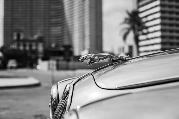 Casino Loyal Bet App Android/iOS